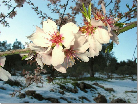 almond_snow_ester_inbar