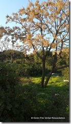 KFite-VR-Tree at Noon